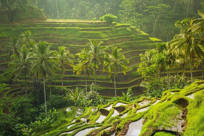 Bali Tribal Private Tour - Experience the best of Ubud, Bali - Why this private Ubud day feels efficient from Seminyak