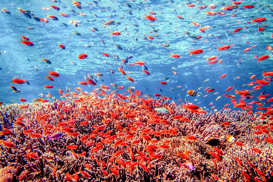 Bali: Tulamben Bay and the USAT Liberty Wreck Dive - Beach-entry in Tulamben: what to expect on black sand and rocks