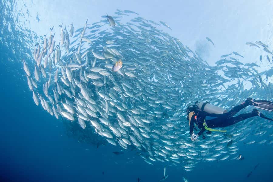 Bali: Tulamben Bay and the USAT Liberty Wreck Dive - The 9-hour rhythm: pickup, two wreck sessions, and lunch