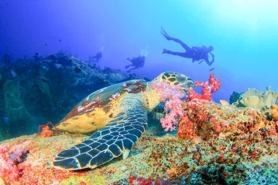 Bali: Tulamben Bay Beginner's Dive Experience - Key things I think you’ll care about