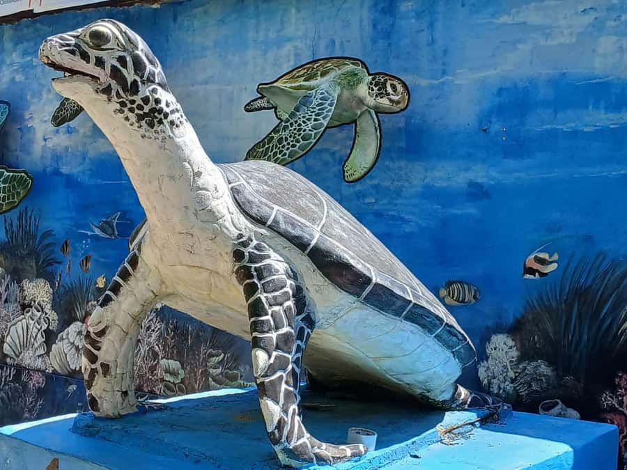 Bali: Turtle Conservation and Education Tour & Local Market - Key highlights you’ll actually care about