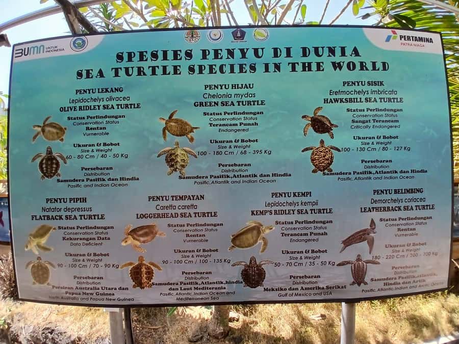Bali: Turtle Conservation and Education Tour & Local Market - Turtle Conservation and Education Centre: more than a nice photo