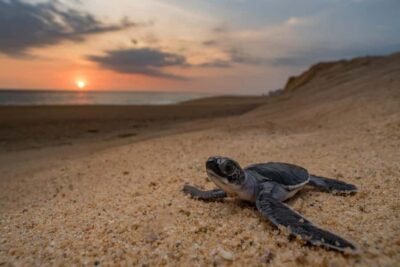 Bali: Turtle Conservation and Education Tour & Local Market - What you can expect at the centre: rescue turtles, volunteers, and kid-friendly learning
