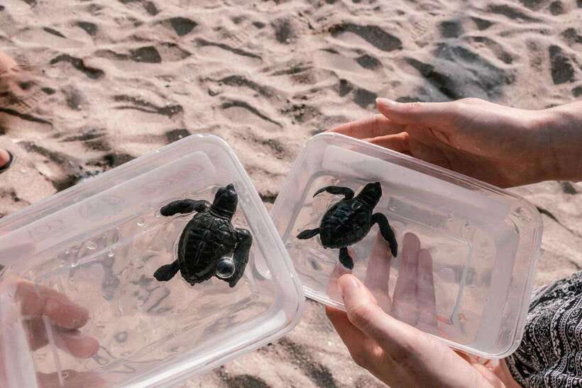 Bali : Turtle Conservation Center Tour option Release Turtle - Key points worth knowing
