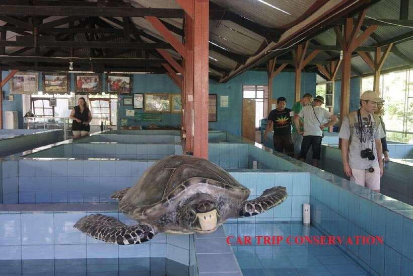 Bali : Turtle Conservation Center Tour option Release Turtle - Serangan Island visit: what the center actually does