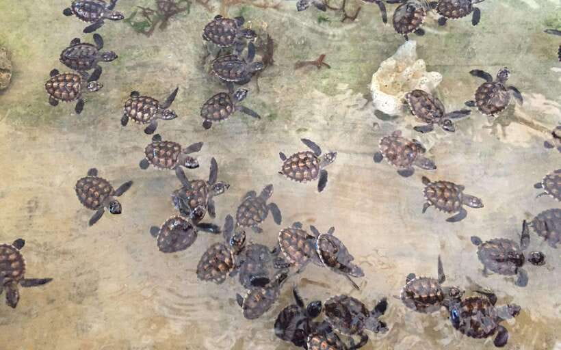 Bali : Turtle Conservation Center Tour option Release Turtle - Practical tips for a better visit (and a kinder ocean)