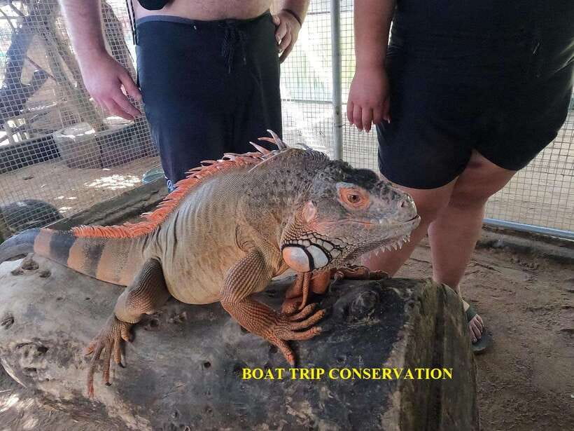 Bali : Turtle Conservation Center Tour option Release Turtle - Boat Trip vs Car Trip: pick the day you actually want