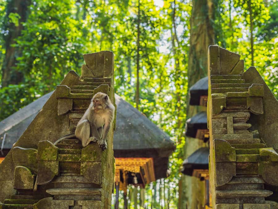 Bali: Ubud Adventure, ATV, Monkey Forest& Waterfall Tour - ATV in Ubud: what you’re really buying (and how to show up)