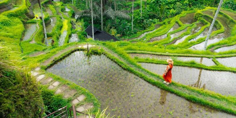 Bali: Ubud and Kintamani Viewpoint Opt. Swing & Buffet Lunch - A smart Bali hits-the-highlights route: Ubud to Kintamani and back