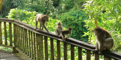 Bali: Ubud and Kintamani Viewpoint Opt. Swing & Buffet Lunch - Pickup timing, private vehicle comfort, and real-world route changes