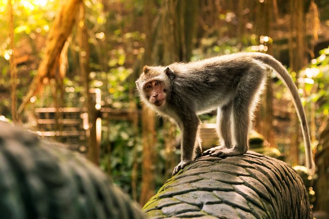 Bali Ubud and Volcano Day Tours - Time management: why the day feels smooth (and where it’s tight)