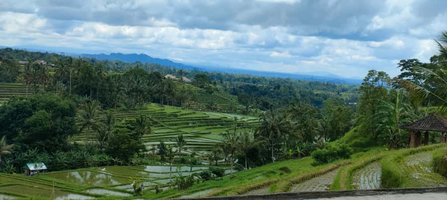 Bali: ubud costumize tour with private driver - A Custom Ubud Day You Can Actually Control