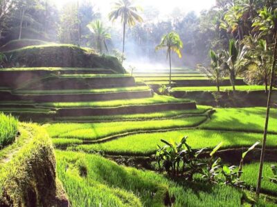 Bali: Ubud Day Tour with Swing and Zipline - Pickup, Timing, and Transfer Reality in South Bali