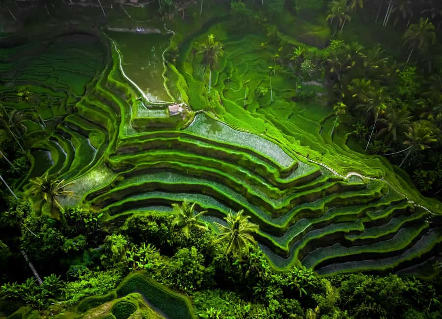 Bali/Ubud: Kanto Lampo Waterfall, Monkey Forest & Swing Tour - FAQ