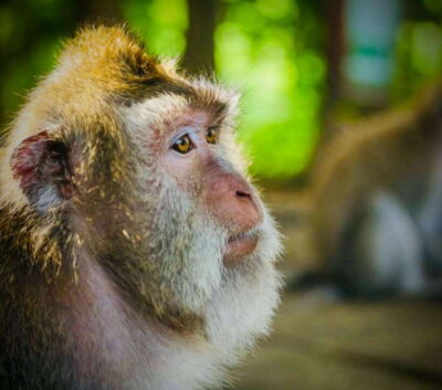 Bali: Ubud Monkey Forest, Coffee Plantation, and Market Tour - Entering Ubud Monkey Forest: 14th-century forest with very close monkey encounters