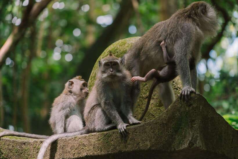 Bali: Ubud Monkey Forest, Waterfall, and Rice Terrace Tour - Ubud in one day: why a private car earns its keep