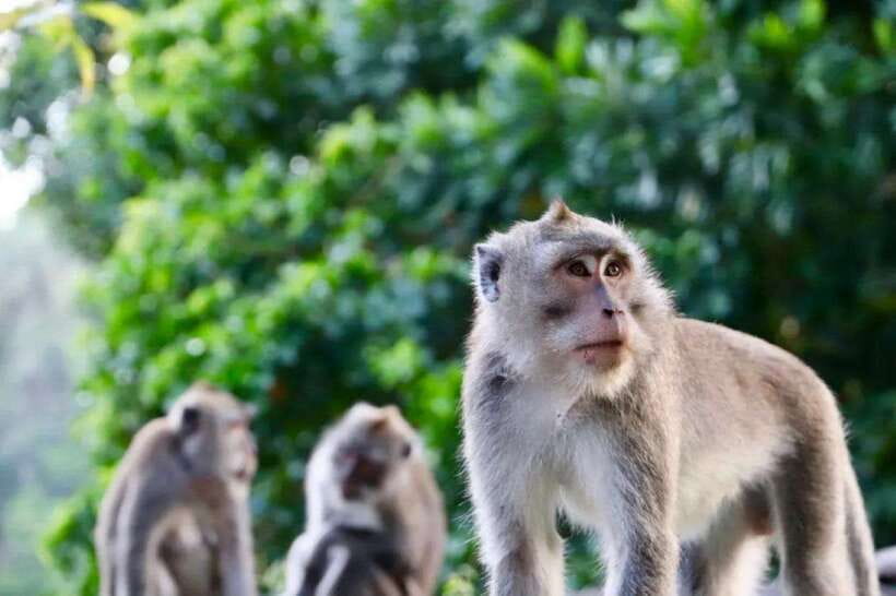 Bali: Ubud Monkey Forest, Waterfall, and Rice Terrace Tour - Tirta Empul Holy Water Temple: purification that actually changes the tone of the day