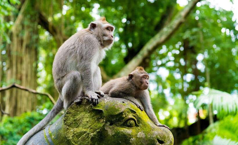 Bali: Ubud Monkey Forest, Waterfall, and Rice Terrace Tour - Tegenungan Waterfall: time for spray, photos, and swimming