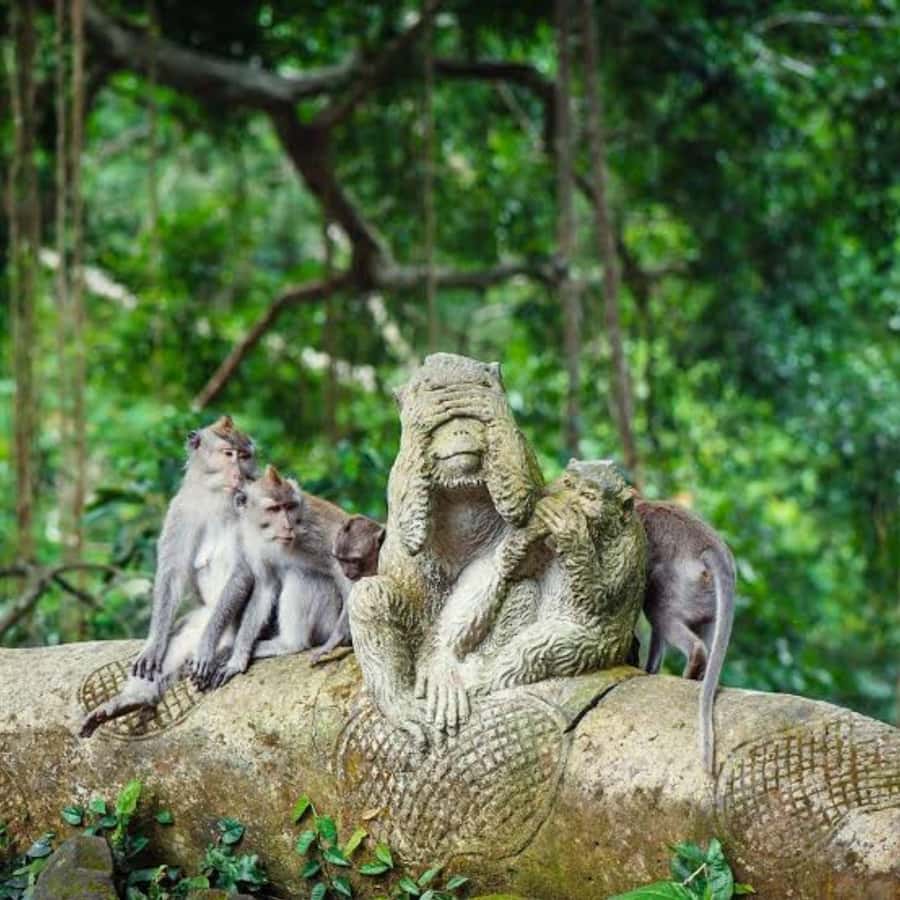 Bali ubud : monkey forest, waterfall , temple - Key things to know before you go
