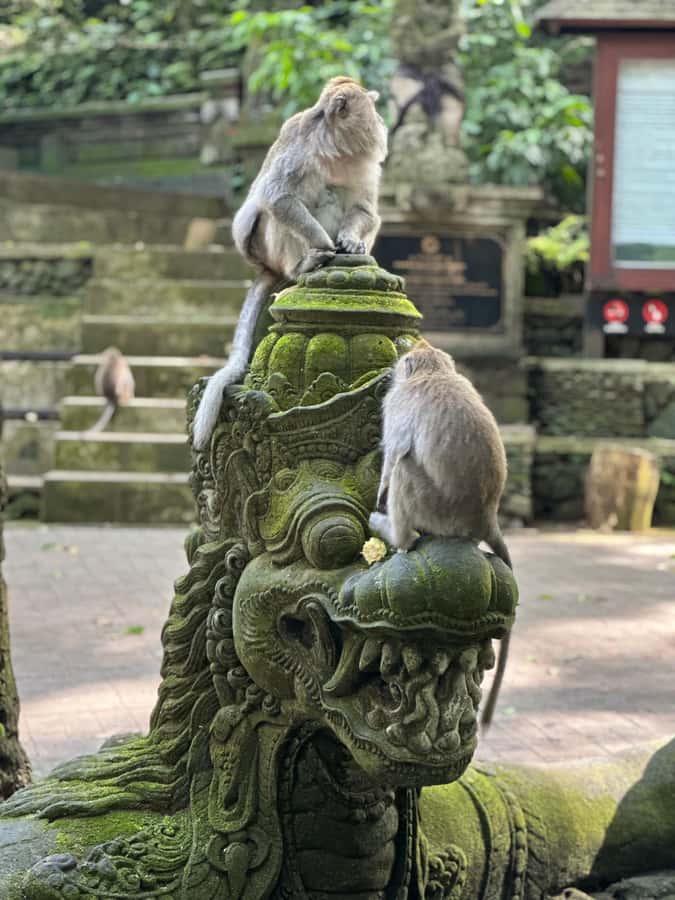 Bali ubud : monkey forest, waterfall , temple - Coffee Plantation Stop and Luwak Coffee: What You’ll Actually See