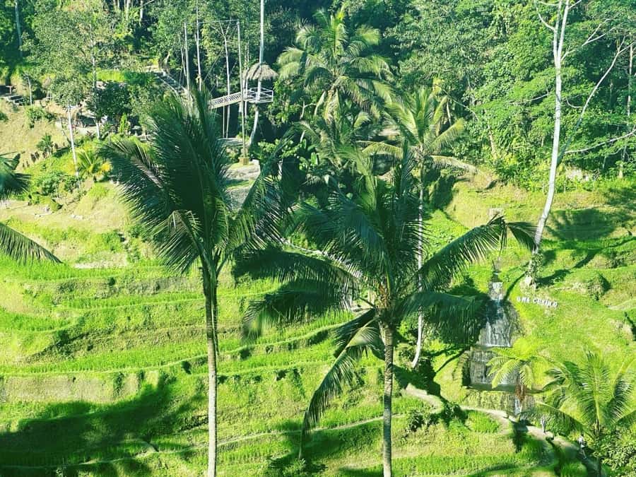 Bali ubud : monkey forest, waterfall , temple - Tegalalang Rice Terrace Views, Swing Photos, and Farmer Activity