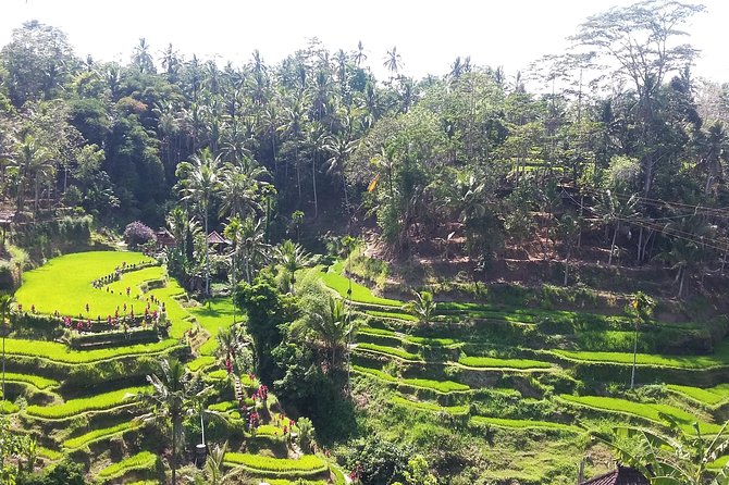 Bali Ubud Private Costomized Tour - Explore Bali your way - Tegalalang Rice Terraces: Trek Time and the Optional Adrenaline Budget
