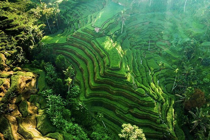 Bali: Ubud (Temple, Spring, Rice Terraces, & Waterfall) - Key points to know before you go