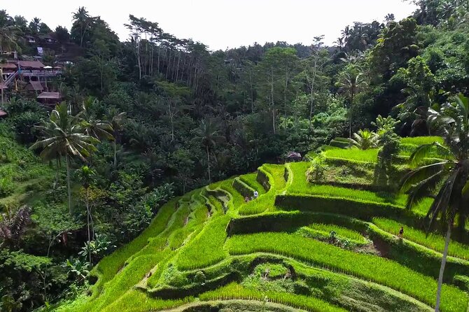 Bali Ubud Tour - Price and What It Really Costs: $80 Per Group