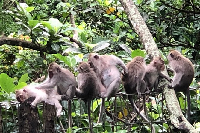 Bali Ubud Tour - Stop 3: Tegalalang Rice Terrace and the SUBAK Story