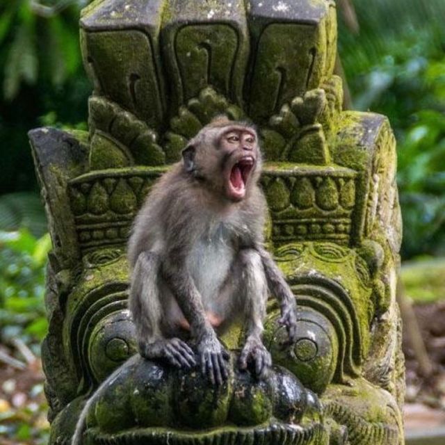 Bali Ubud Tour Best of Ubud Higlight with private Transfers - Guide quality makes or breaks Ubud (and this one is a strong selling point)