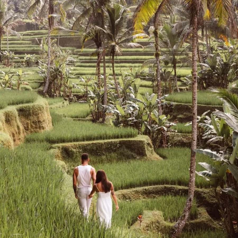 Bali Ubud Tour Best of Ubud Higlight with private Transfers - A very Ubud day: monkeys, water temples, and rice-terrace wisdom
