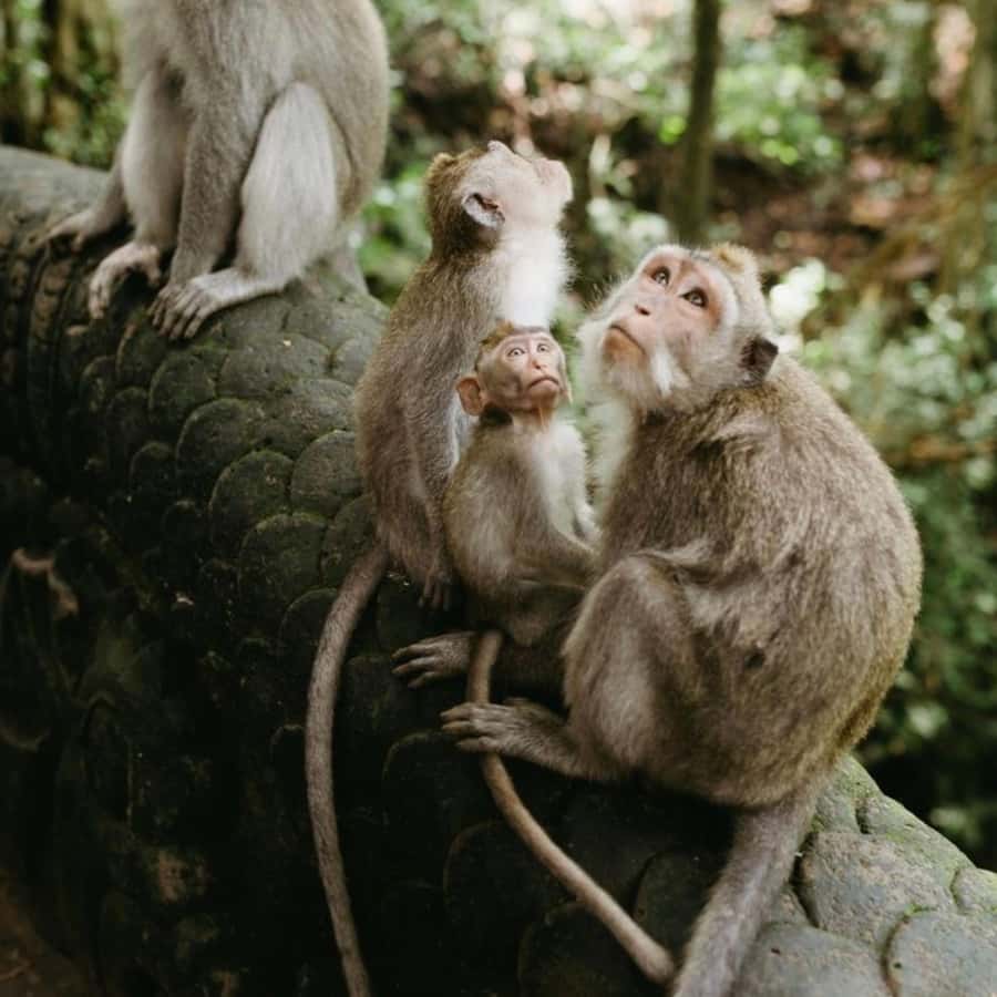 Bali Ubud Tour Best of Ubud Higlight with private Transfers - Private door-to-door transfers: how the pacing feels