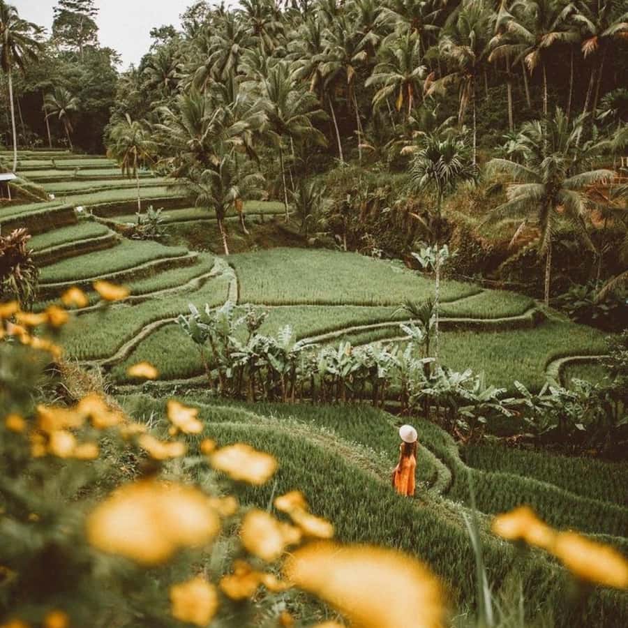 Bali Ubud Tour Best of Ubud Higlight with private Transfers - Tegallalang Rice Terrace: views are great, but the Subak lesson makes it click