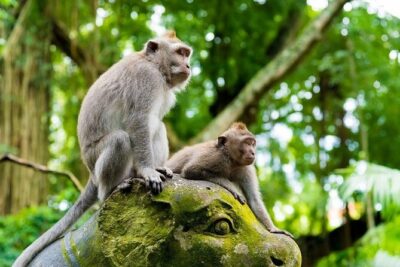 Bali Ubud Tour: Monkey Forest, Waterfall & Rice Terrace - Timing and Where the Day Can Feel Long (In a Good Way)