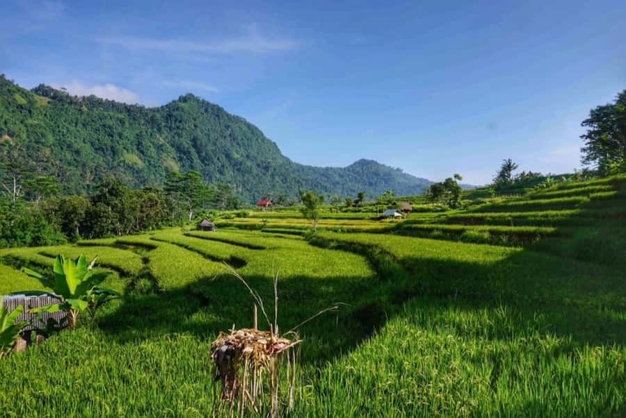 Bali: Ujung Water Palace, Candidasa and Sidemen Village Tour - Key highlights to look forward to