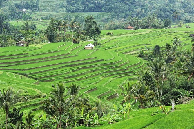 Bali UNESCO Sites: Water Temples and Jatiluwih Rice Terrace Tour - Jatiluwih Rice Terraces: Big Paddy Views and the Subak Connection