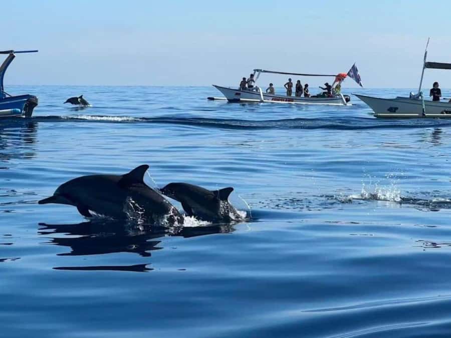 Bali: Watching Dolphin, Swimming & Snorkeling Tour - Key Things That Make This Tour Worth Your Morning