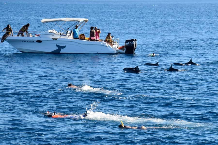 Bali: Watching Dolphin, Swimming & Snorkeling Tour - Snorkeling After Dolphins: What You’ll See Underwater