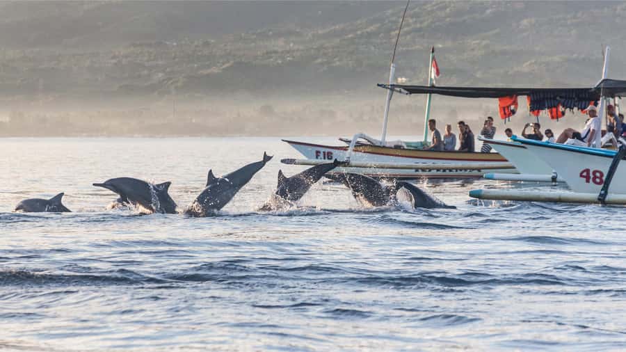 Bali: Watching Dolphin, Swimming & Snorkeling Tour - Price and Value: Is $21 a Good Deal in Bali?