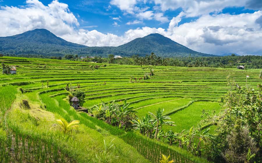 Bali: Waterfalls, Temples, and Rice Terraces Scenic Tour - Jatiluwih Rice Terraces: UNESCO walking, subak irrigation, and real farming views