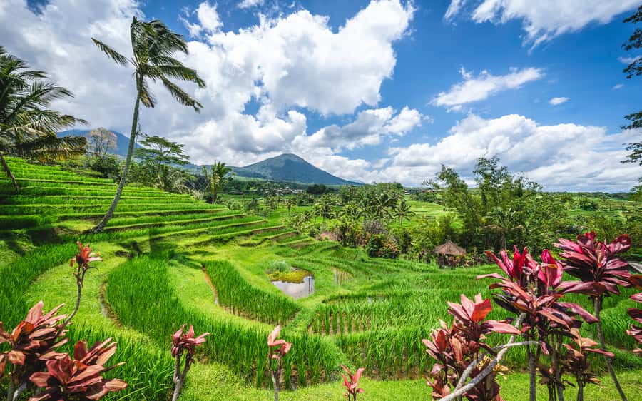 Bali: Waterfalls, Temples, and Rice Terraces Scenic Tour - Price and value: why $33 can still be worth it