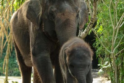 Bali Zoo: Behind Closed Doors Afternoon Safari Guided Tour - Your guide-led itinerary: from first encounters to nocturnal viewing