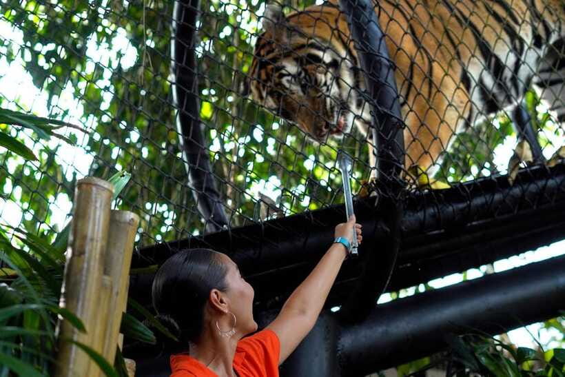 Bali Zoo: Behind Closed Doors Afternoon Safari Guided Tour - Who this tour fits best
