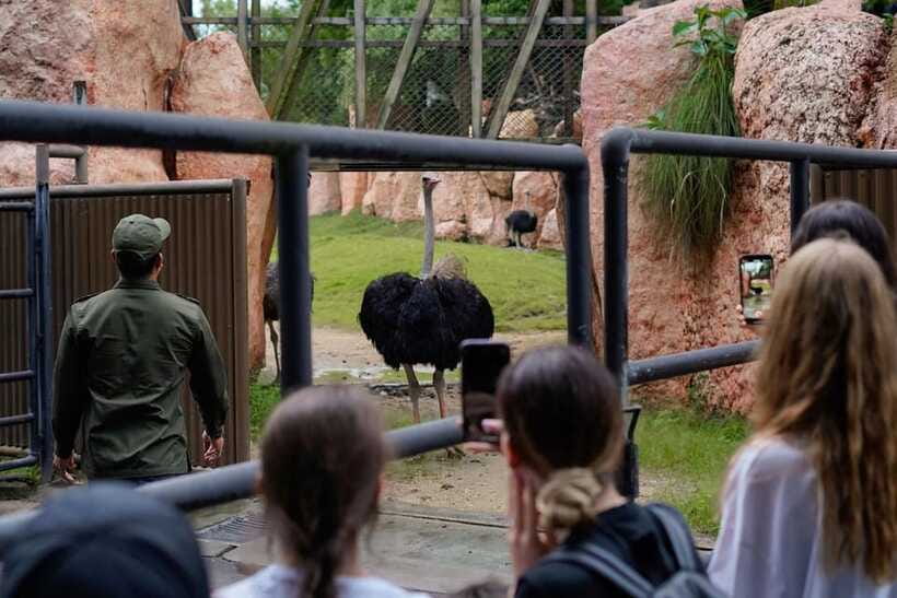 Bali Zoo: Behind Closed Doors Afternoon Safari Guided Tour - What to bring (and what to leave out)