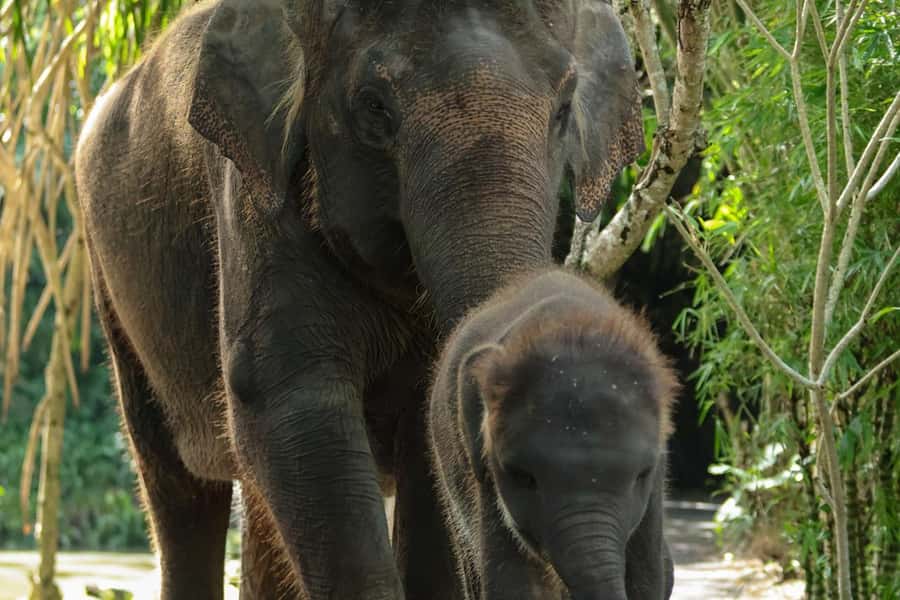 Bali Zoo: Behind Closed Doors Afternoon Safari Guided Tour - Your guide-led itinerary: from first encounters to nocturnal viewing