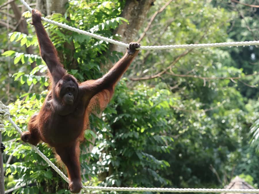 Bali Zoo: Breakfast with the Orangutans - Zoo time after breakfast: bird show and the rest of the animals