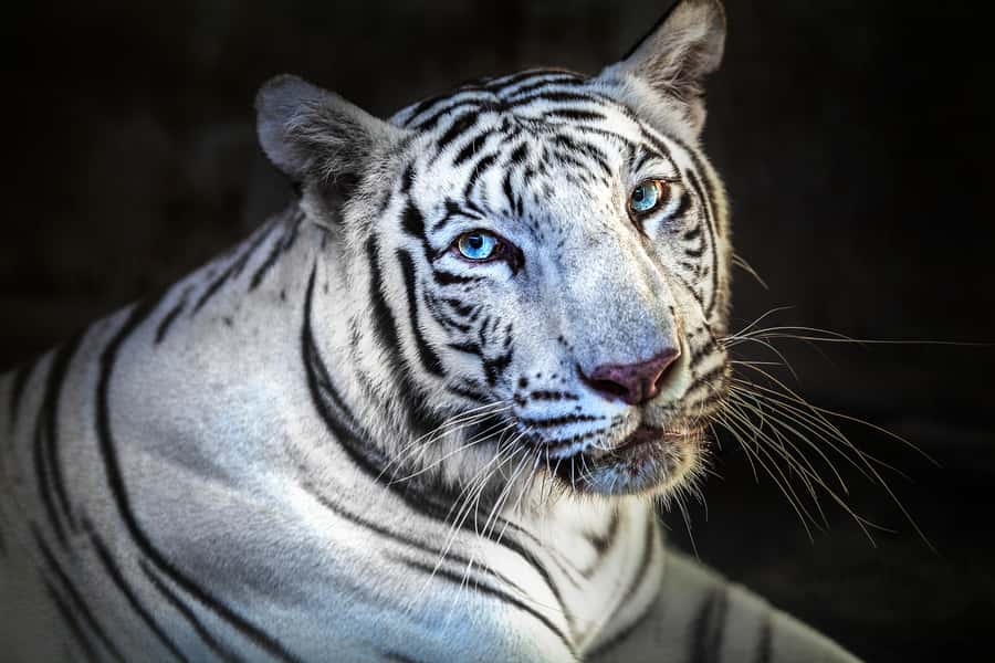 Bali Zoo Entrance Ticket - Key things that make Bali Zoo worth your attention