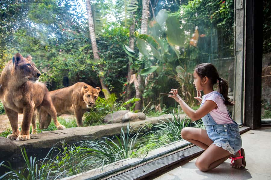 Bali Zoo Entrance Ticket - Jungle Splash Waterplay: The Included Break That Changes Everything