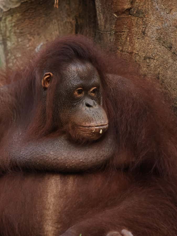 Bali Zoo: Guided Breakfast With Observing Orangutans - Bali Zoo Orangutan Breakfast: What You’re Really Paying For