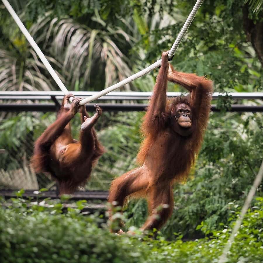 Bali Zoo: Guided Breakfast With Observing Orangutans - Warung Lokal Buffet Breakfast: The Real Fuel for the Orangutans